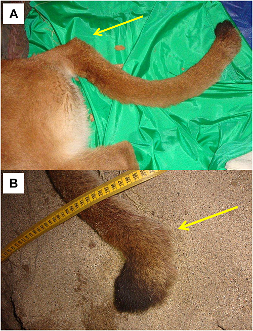  Photographs of kinked tails of pumas F95 (a) and M96 (b).