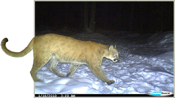 Photo of KDB Indy barking at cougar in a bear culvert trap.