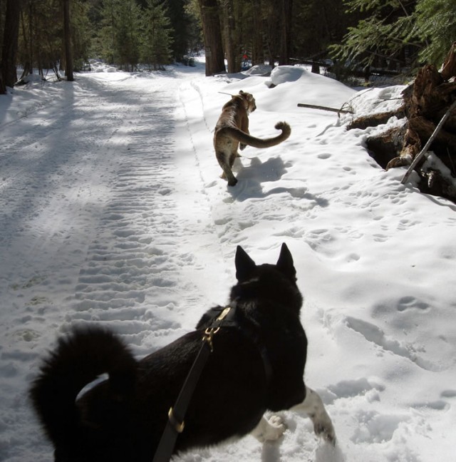 KBD Cash watches closely as a cougar is released on a snowy road, to make sure he keeps going!