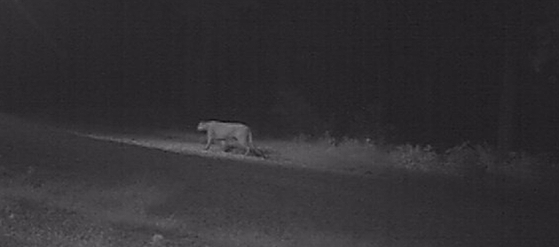 Oklahoma Lions are Safe for Now