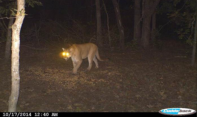 Trail camera photo of mountain lion.