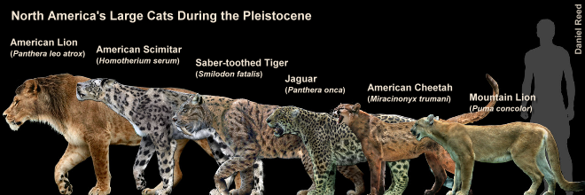 Diagram of Pleistocene cats from North America.