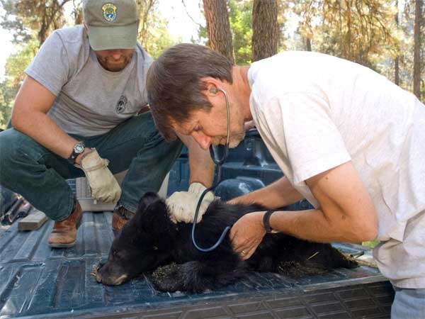 Montana orphaned bear cub rescued after being burned by wildfire.