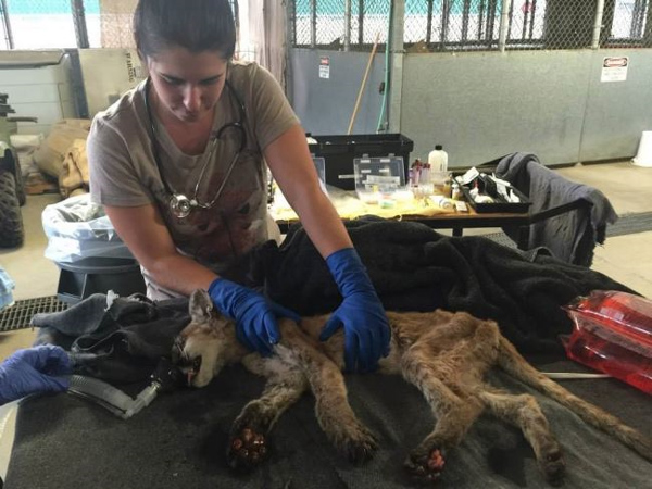 An injured mountain lion gets treatment after being rescued by the edge of the Butte Fire.