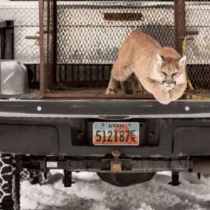 Mountain Lion leaping away from truck during relocation.