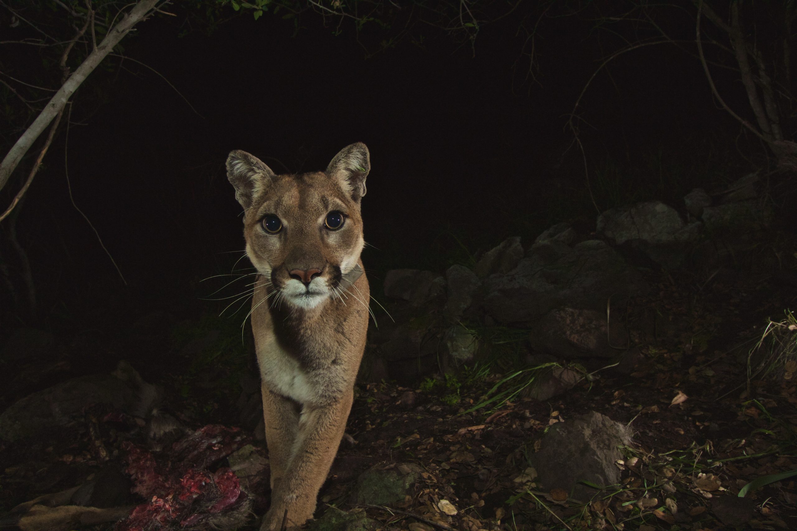 United States - Mountain Lion Foundation