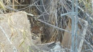 Pahrump Lion in Thicket and Chain Link