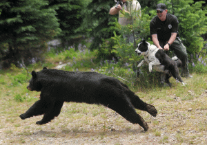 Bear running with uniformed agent holding black and white Karelian bear dog straining at leash. Man with rifle in background.