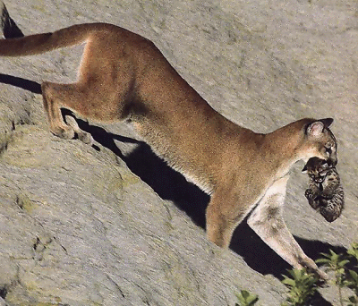 Mother cougar carrying kitten.