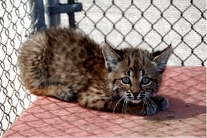 Photograph of tiny bobcat kitten in chain link enclosure.