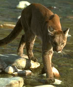 Photograph of mountain lion crossing river.