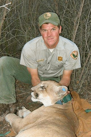 Jeff Sikich kneeling on tarp behind large sedated mountain lion P-1 wearing a collar.