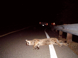 Photo of dead lion laid out on road at night with rear car headlights in the distance.