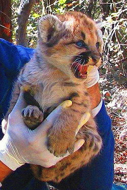 Scared tiny mountain lion kitten being held by a researcher wearing gloves.