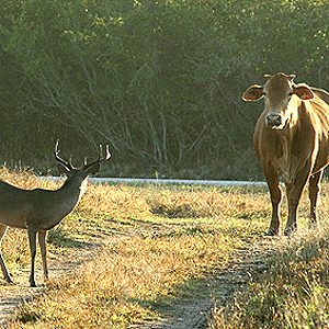 Cattle and deer meet on country road.