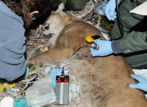 Tranquilized Florida Panther undergoing medical testing.
