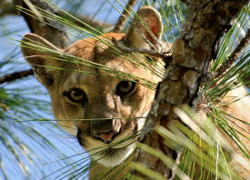 Photograph of adult female panther FP175, gazing down from a tree branch. She has a golden coat, brown eyes, and a white muzzle.