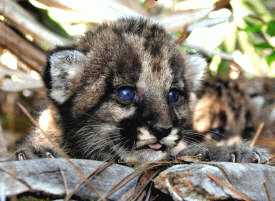 Photograph of tiny panther kitten K254 with her spotted coat, pink tongue, and dark blue eyes.