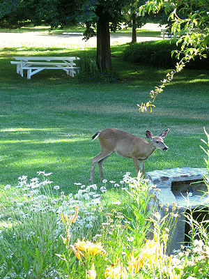 Deer in lush suburban yard approaches flowering border, picnic table and barbecue.