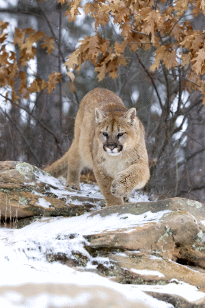 Young mountain lion stepping cautiously through a snowy wood.