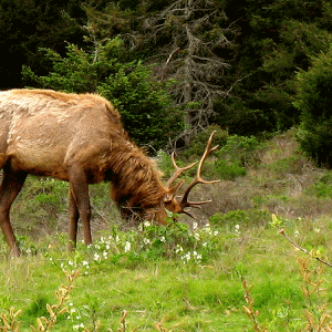 Bull elk grazing on wildflowers.