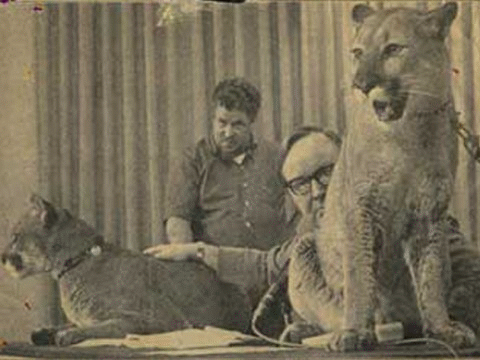 John Dunlap sitting at desk with two leashed lions lounging on top.