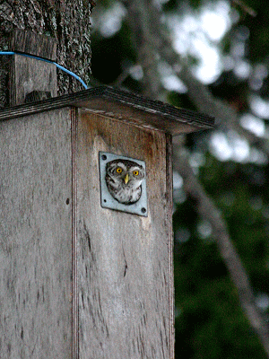 Photograph of owl peeking out from a wooden owlbox mounted on a tree.