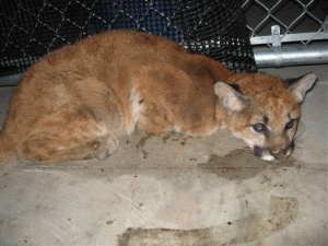 Photo of Solvang lion cub immediately following capture.