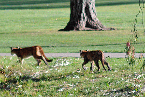 Photo of Solvang lion cubs trotting on golf course.