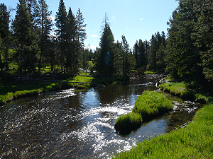 Lush meadow with evergreen trees surrounding a broad shallow stream.