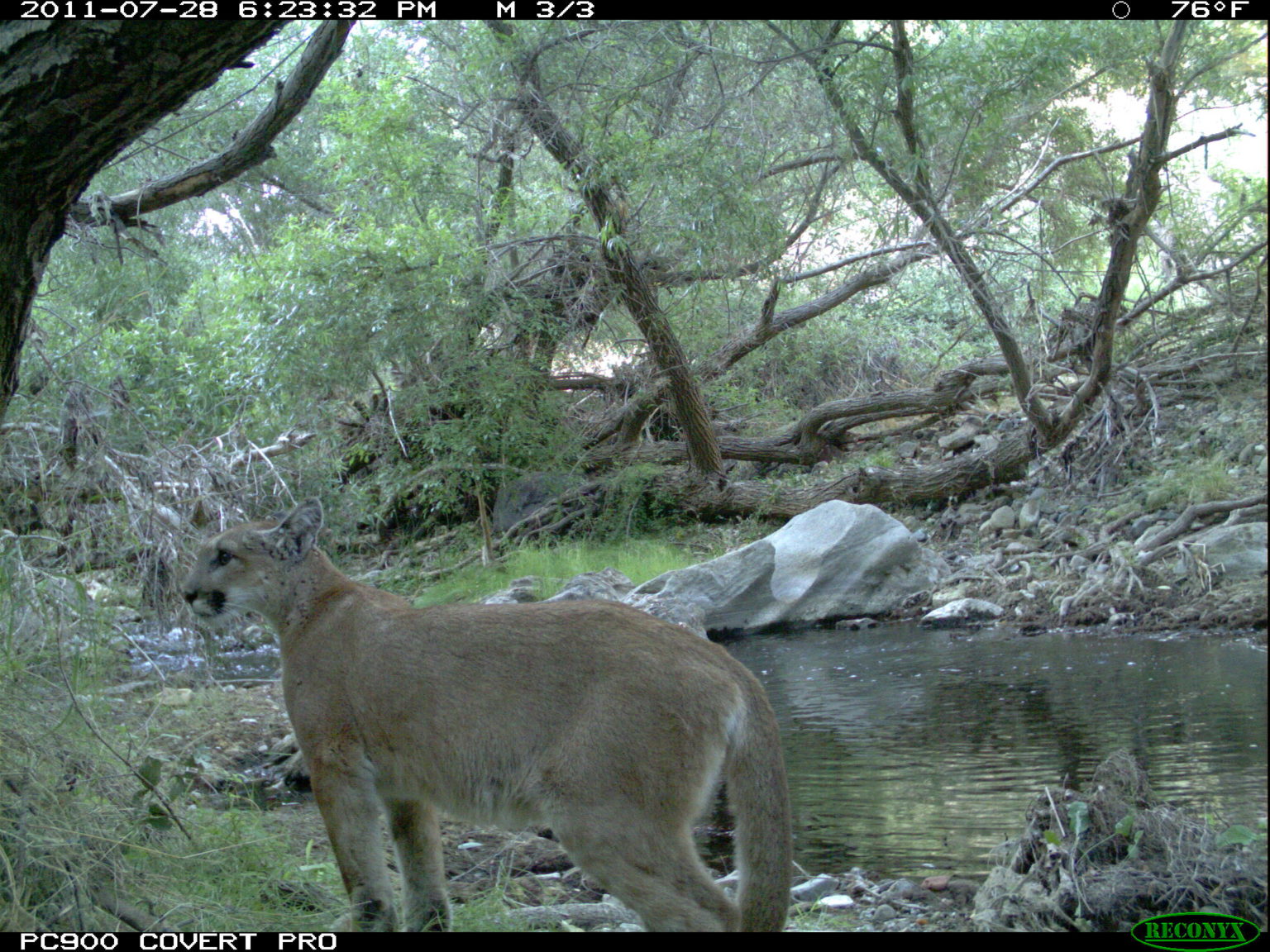 About Mountain Lions - Mountain Lion Foundation