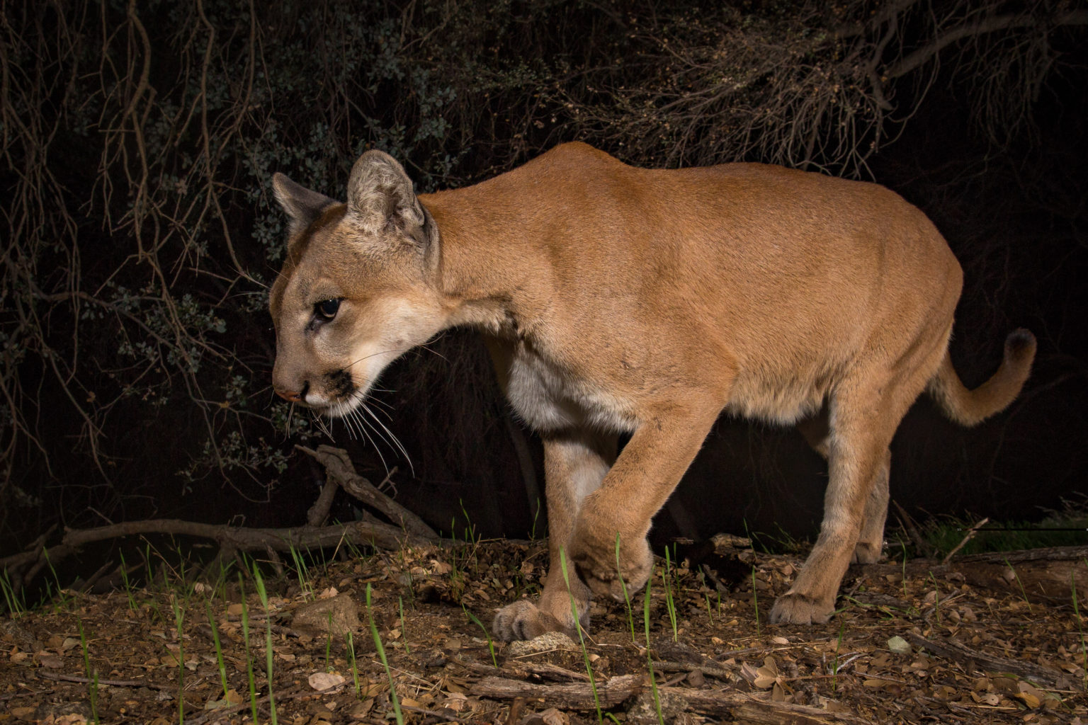 Eastern Cougars Removed from Endangered Species List - Mountain Lion ...