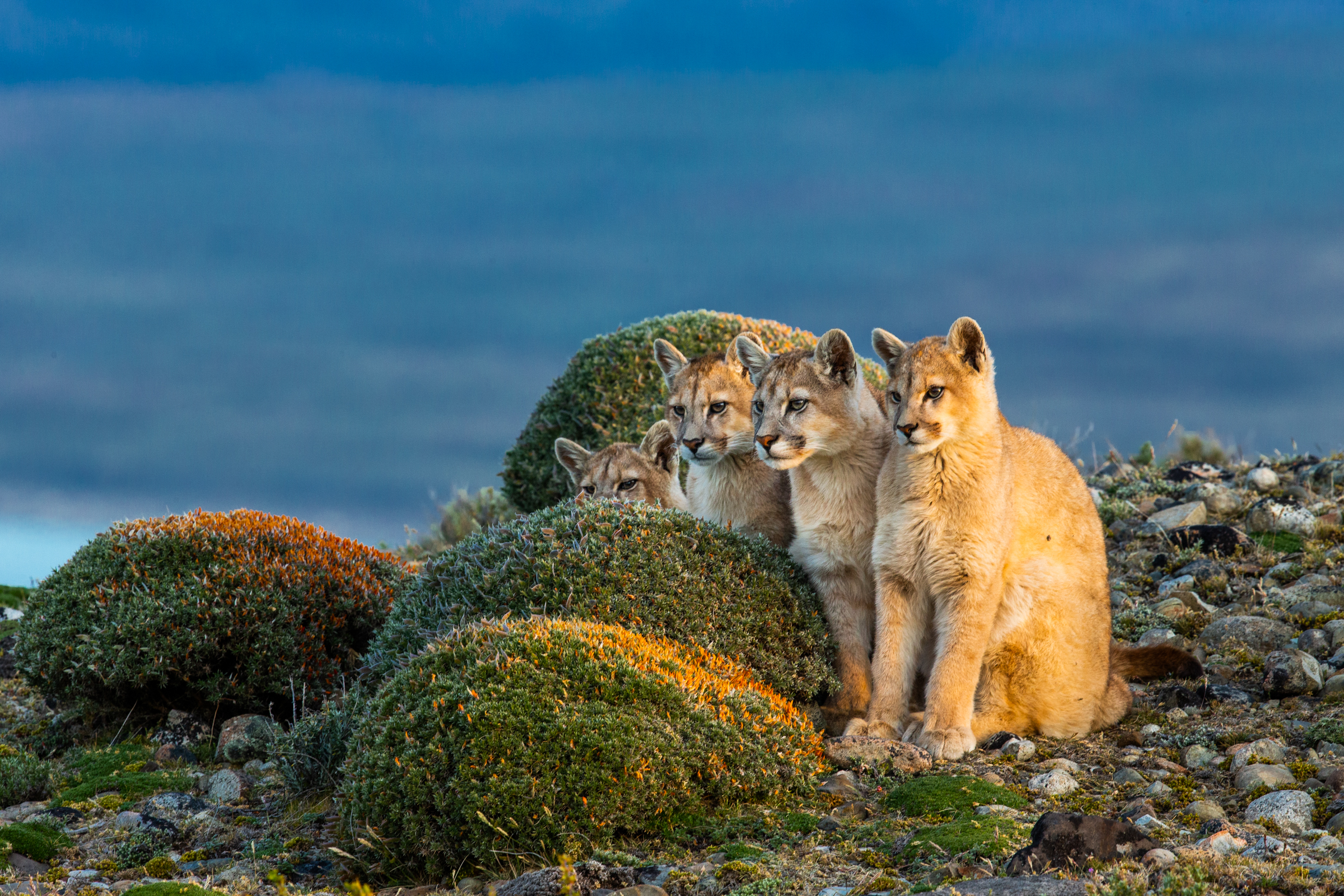 Sizes of Lions and Tigers of different regional populations and