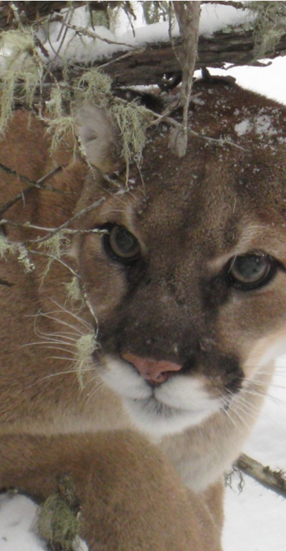 About Mountain Lions Mountain Lion Foundation