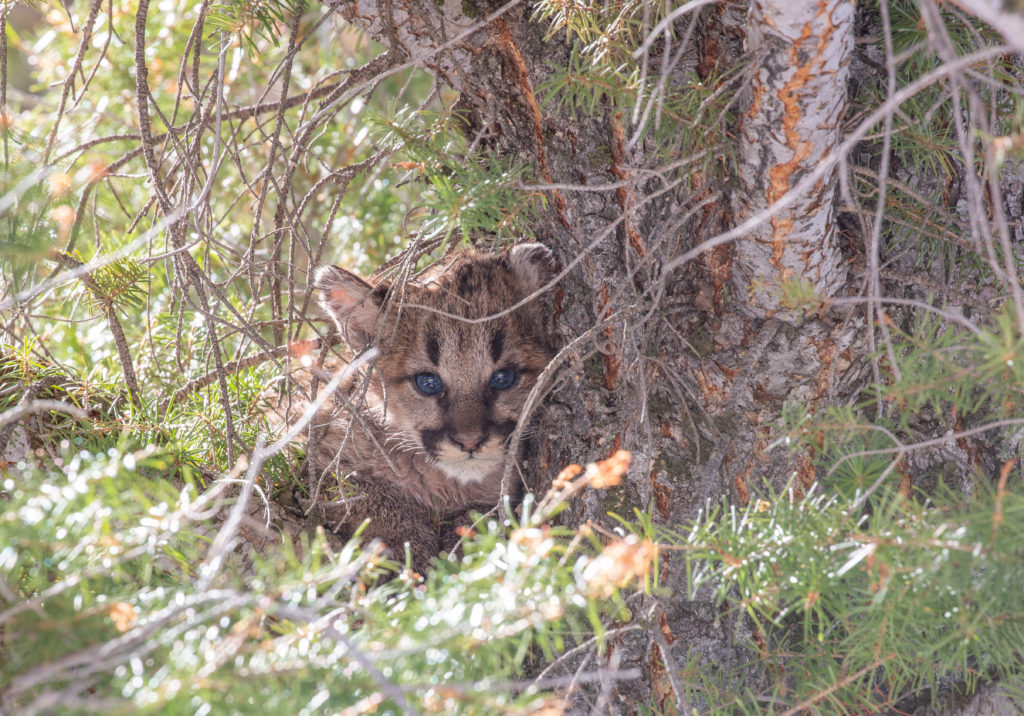 About Mountain Lions Mountain Lion Foundation