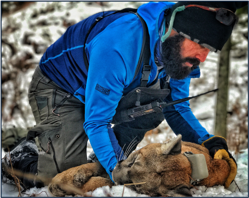 Colby Anton, PhD – The Yellowstone Cougar Project