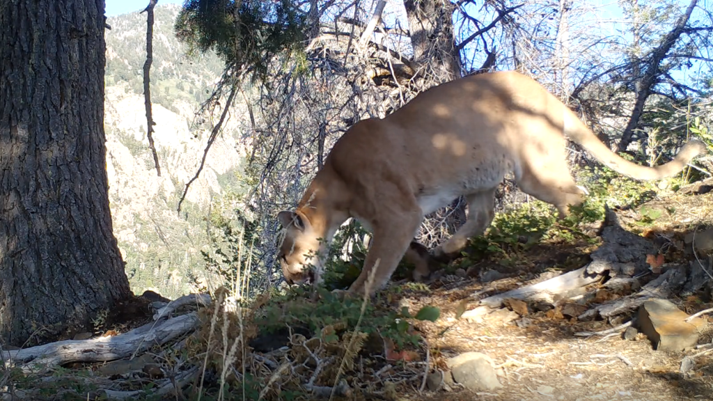 Eastern Cougars Removed from Endangered Species List - Mountain Lion ...