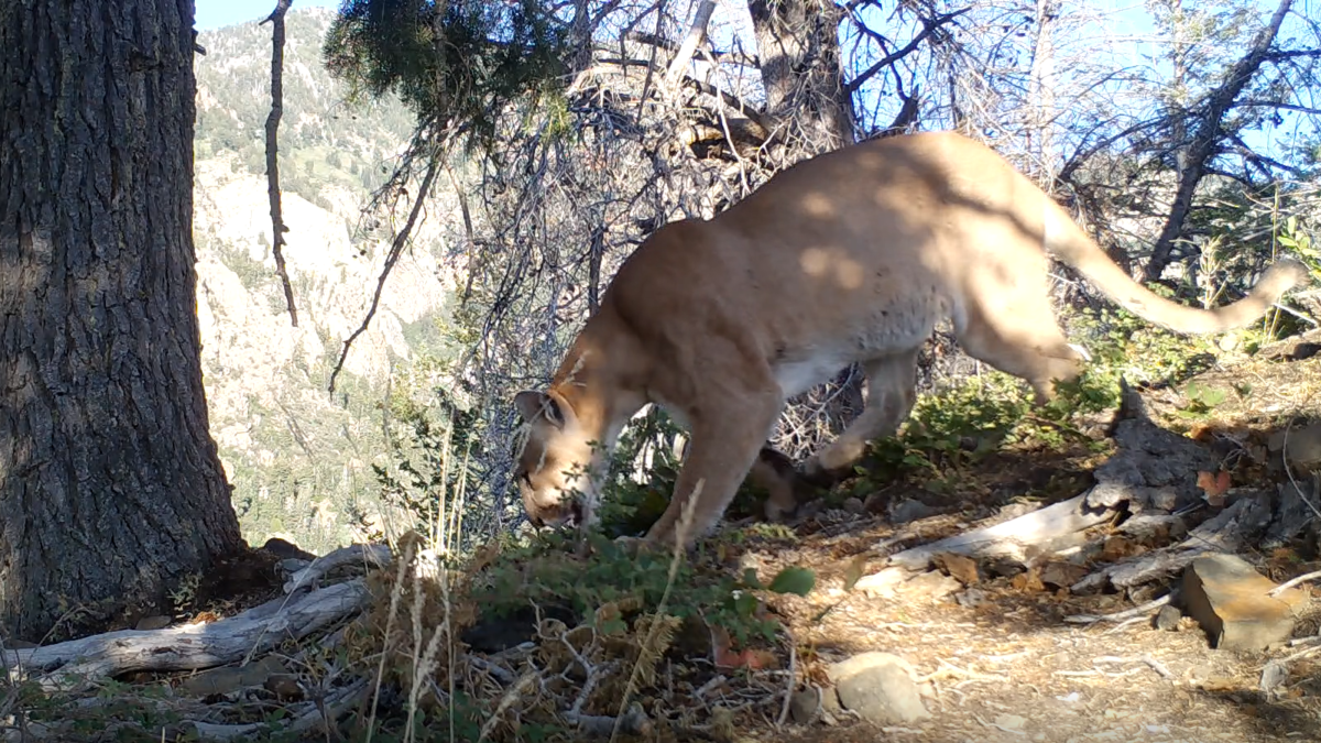Mountain lion shot and killed in Tucson, Arizona