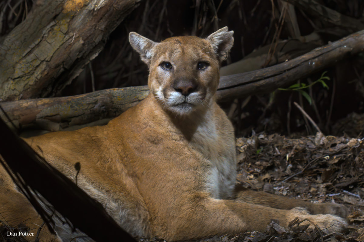 Carmel Area State Parks adds over 1600 acres for mountain lions!