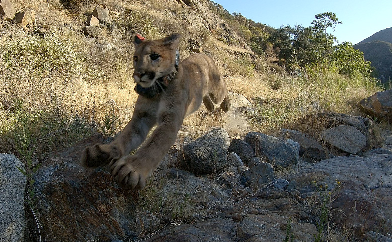 Young, Orphaned Mountain Lion Released Following Rehabilitation