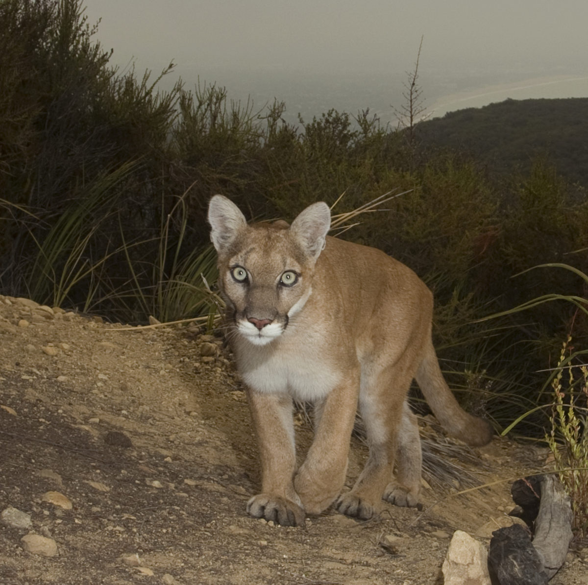Letter: CPW needs to end mountain lion hunts