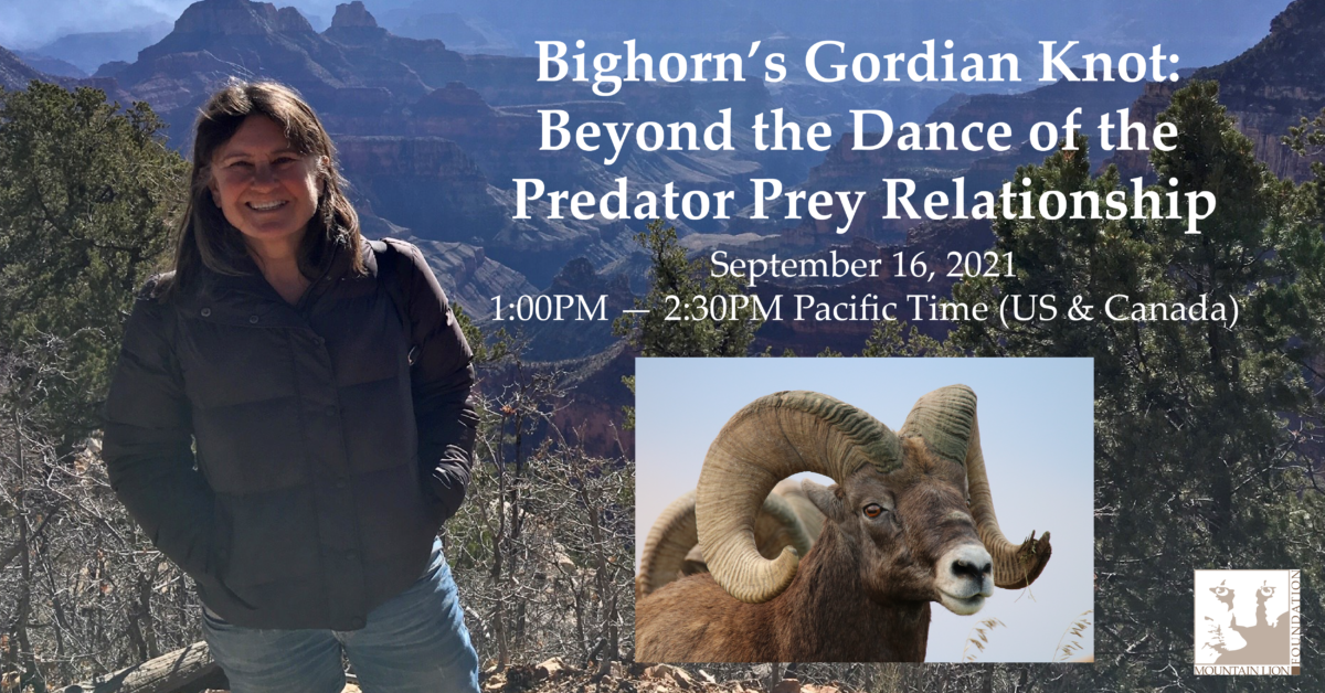 Bighorn’s Gordian Knot: Beyond the Dance of the Predator Prey Relationship