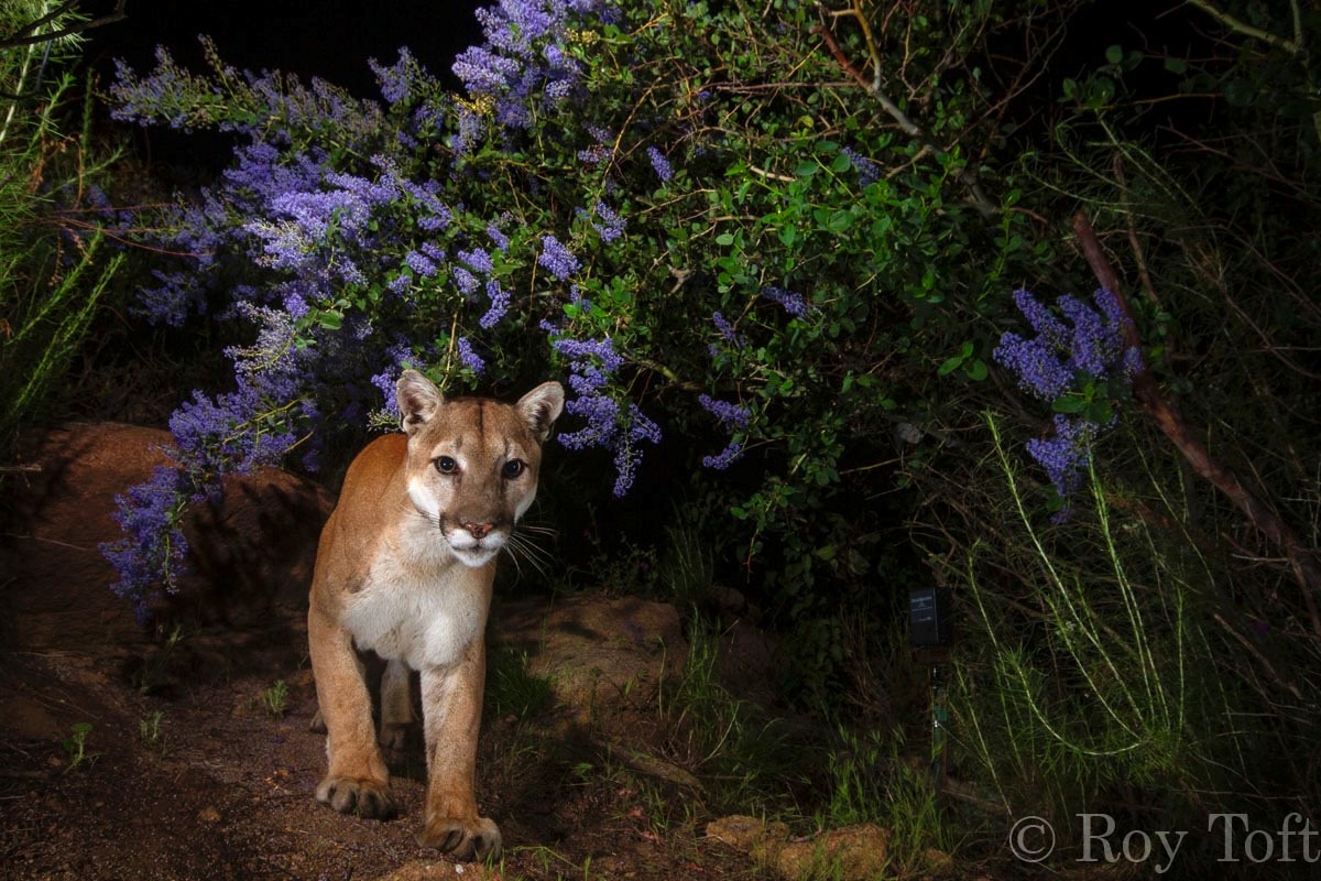 On the Trail with Photographer Roy Toft: The Art of Photographing Pumas and Other Wildcats