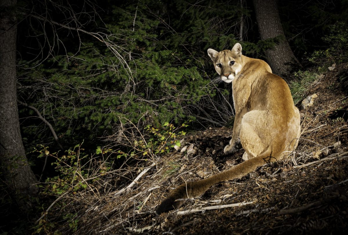 Mountain Lion Minutes – Why Advocate for Mountain Lions?