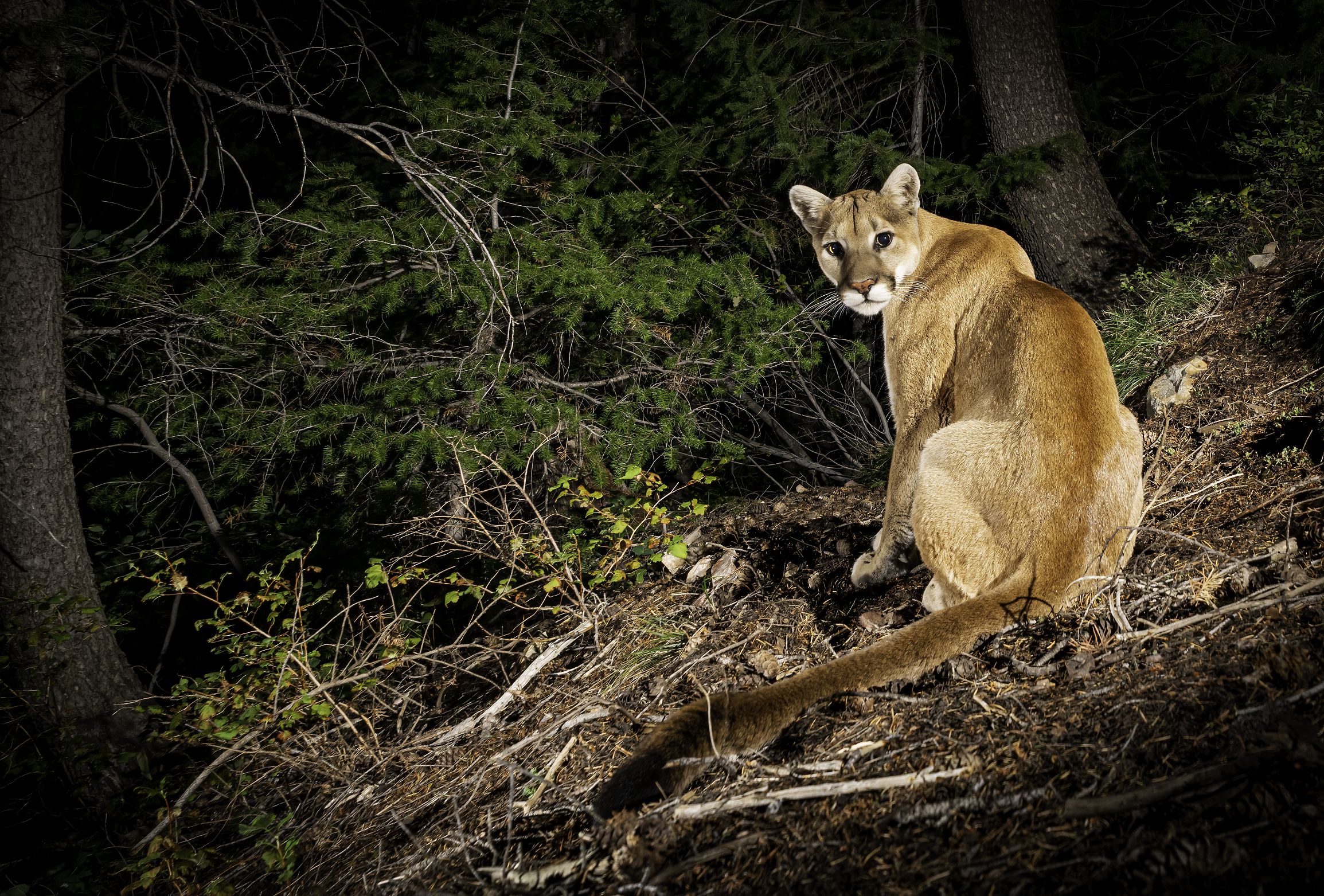 Mountain Lion Habitat