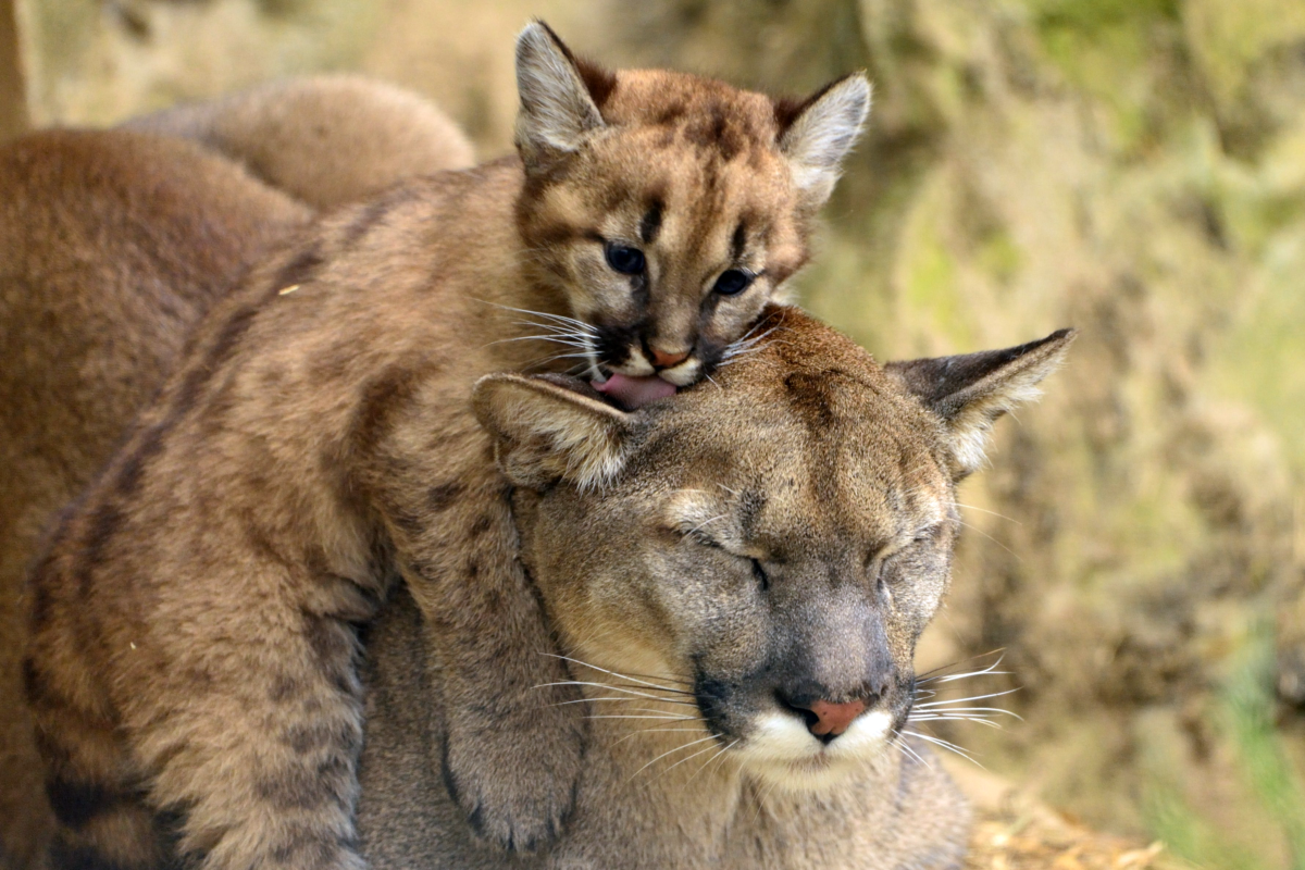 Mountain Lion Minutes – The Consequences of Sport Hunting: Orphaned Kittens