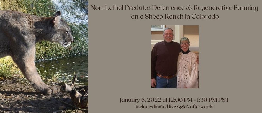 Non-Lethal Predator Deterrence & Regenerative Farming on a Sheep Ranch in Colorado