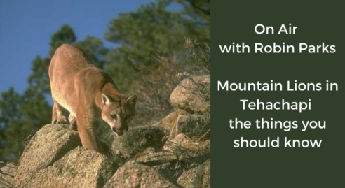 ON AIR: Mountain Lions in Tehachapi the things you should know