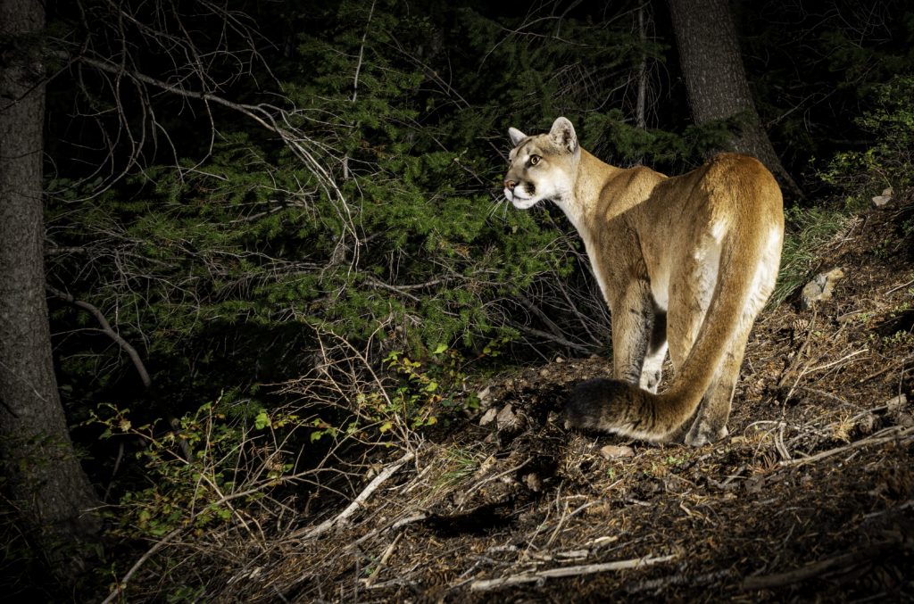 Mountain Lion Foundation Winter Newsletter - Mountain Lion Foundation