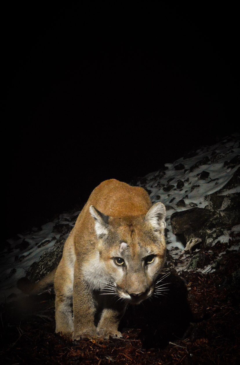 Cougar on a Washington mountain